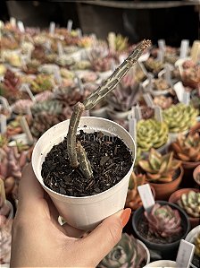 Senecio stapeliiformis (cacto melancia)