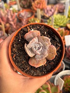 Echeveria pollux monstruosa