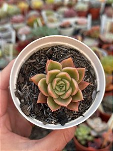 Echeveria gilva