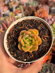 Echeveria gilva