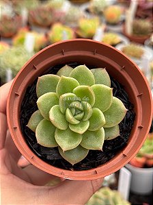 Echeveria gilva