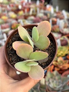 Kalanchoe grandifolia