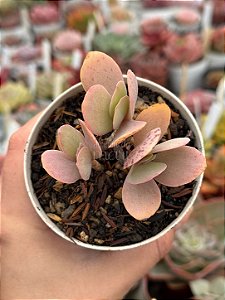 Kalanchoe grandifolia