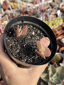 Kalanchoe grandifolia