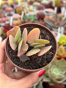 Kalanchoe grandifolia