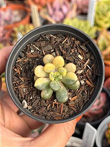 Graptoveria amethorum variegata (sem raiz) 01