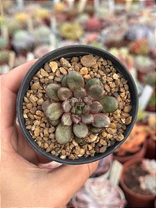 Graptoveria amethorum variegata