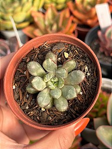 Graptoveria amethorum variegata (sem raiz) 02