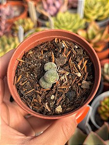Conophytum meyere 01