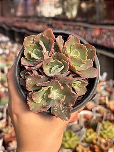 Echeveria chantilly dragon finn reversa (colônia)