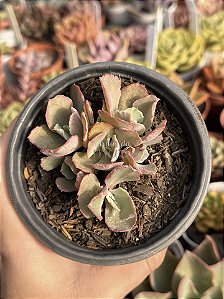 Echeveria chantilly dragon finn reversa (colônia)