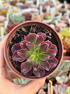 Aeonium sunrise variegata