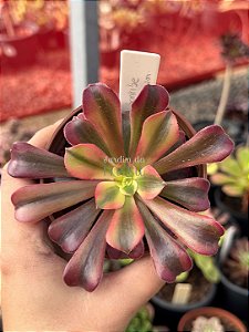 Aeonium sunrise variegata