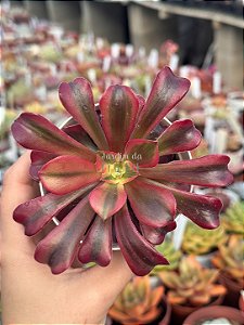 Aeonium sunrise variegata