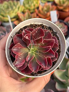 Aeonium sunrise variegata (sem raiz)