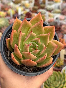 Echeveria evelyn