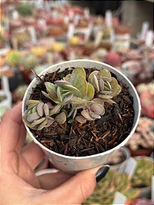 Kalanchoe rotundifolia