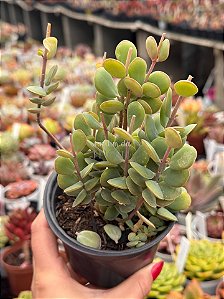 Kalanchoe rotundifolia