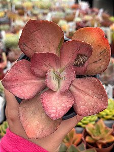 Echeveria only one variegata G