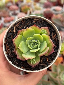 Graptoveria jadeíta