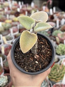 Kalanchoe beharensis