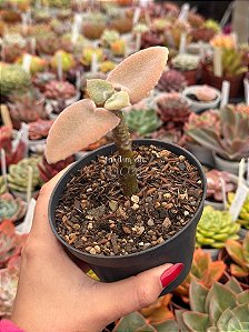 Kalanchoe beharensis
