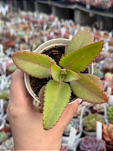Kalanchoe suarenzis