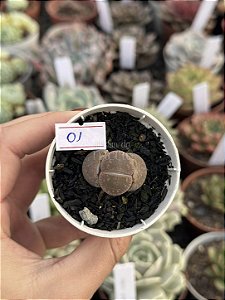 Lithops 01