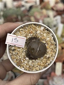 Lithops 15