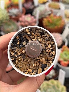 Lithops