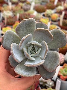 Echeveria moondust