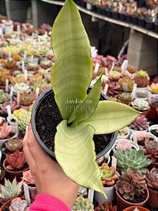 Sansevieria moonshine