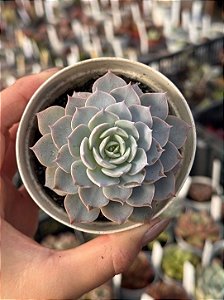 Echeveria canadian
