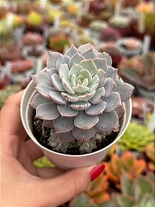 Echeveria canadian