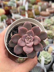 Echeveria purple pink
