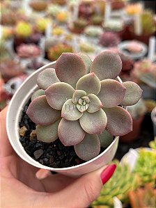 Echeveria purple pink