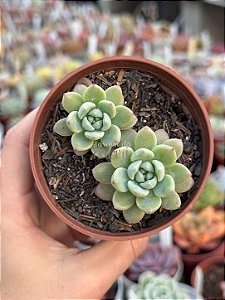 Echeveria little peach blossom
