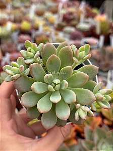 Echeveria little peach blossom