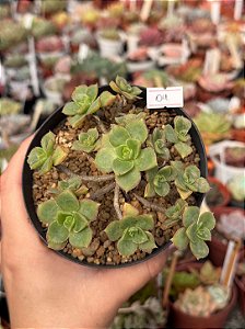 Aeonium híbrido colônia