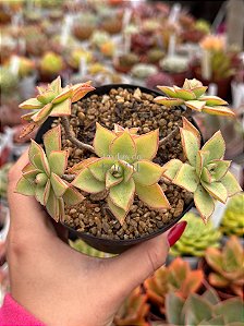 Aeonium híbrido colônia