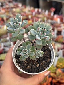 Sedum comixtum
