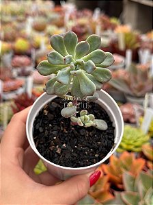 Sedum comixtum