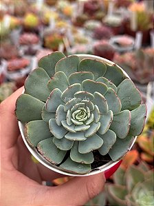 Echeveria el encino