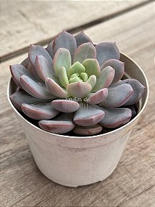 Echeveria blood spear