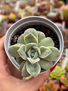 Graptoveria lovely rose ‘Bumps’ NOVIDADE