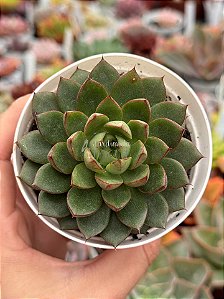 Echeveria green flame