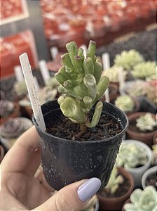 Crassula ovata gollum variegata