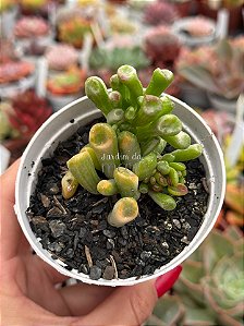 Crassula Ovata gollum variegata