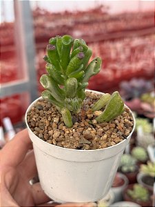 Crassula ovata gollum variegata