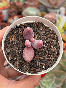 Pachyseduk guangzhou variegata